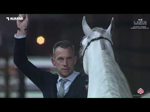 N.107 MUTABAHI AL WAAB - Katara Int. Arabian Peninsula Horse Show 2023 - Colts 3 Years Old (Clas...