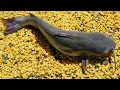 Fishing For Catfish With Corn Cheapest Catfish Bait Bank Fishing With Chum
