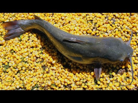 Fishing for catfish with corn - Cheapest catfish bait - Bank fishing with chum