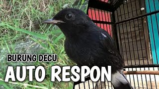 Download lagu Suara Pancingan Burung DECU Paling AMPUH - Bikin DECU Bahan bisu AUTO NYAUT Belajar Bunyi GACOR mp3