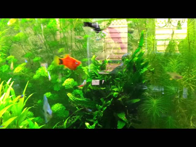 My planted Discus fish aquarium