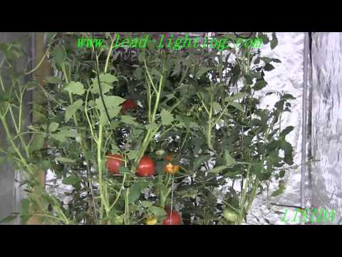 Indoor tomatoes led plant lighting lamp