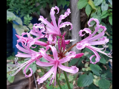 Life, in general 4 - planting, netting and Nerines