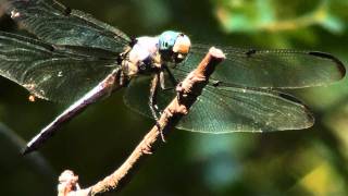 Dragonfly Cleaning Eyes and Face in HD Slow Motion Very Short Final Edit.wmv