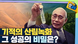 [핫클립] 한국의 산림을 다시 울창하게! / YTN 사이언스