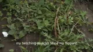 easy lucky free - bright eyes