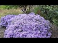 How to Trim Asters by James Landscaping, Inc.
