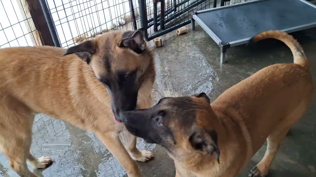 Enlarge CASPER - Fostered in Turner, Maine, a Adoptable Wheaten Terrier in Sebec, ME video 2/4