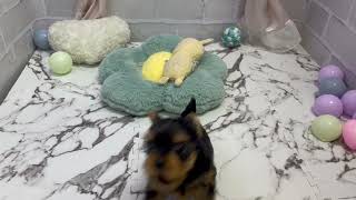 ヨークシャーテリアの動画01