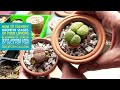 Identifying the Growth Stages of Lithops