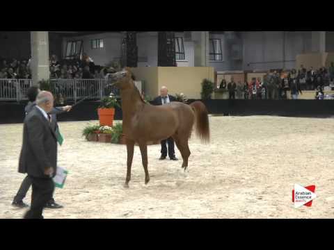 N 134 MUHAMMADALI DELFALCO   Verona 2015   Yearling Colts Class 2B