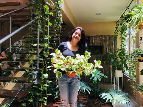 Indoor garden tour - Part 1