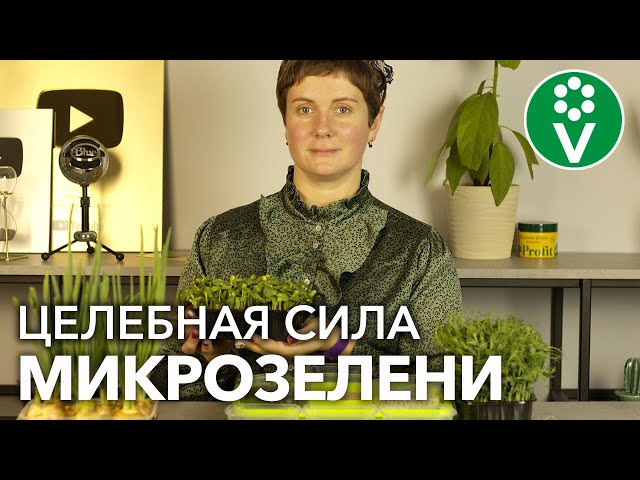ВИТАМИННАЯ «БОМБА» ДЛЯ ВАШЕГО ЗДОРОВЬЯ! Растим МИКРОЗЕЛЕНЬ вместе с ПРОЦВЕТКОМ!