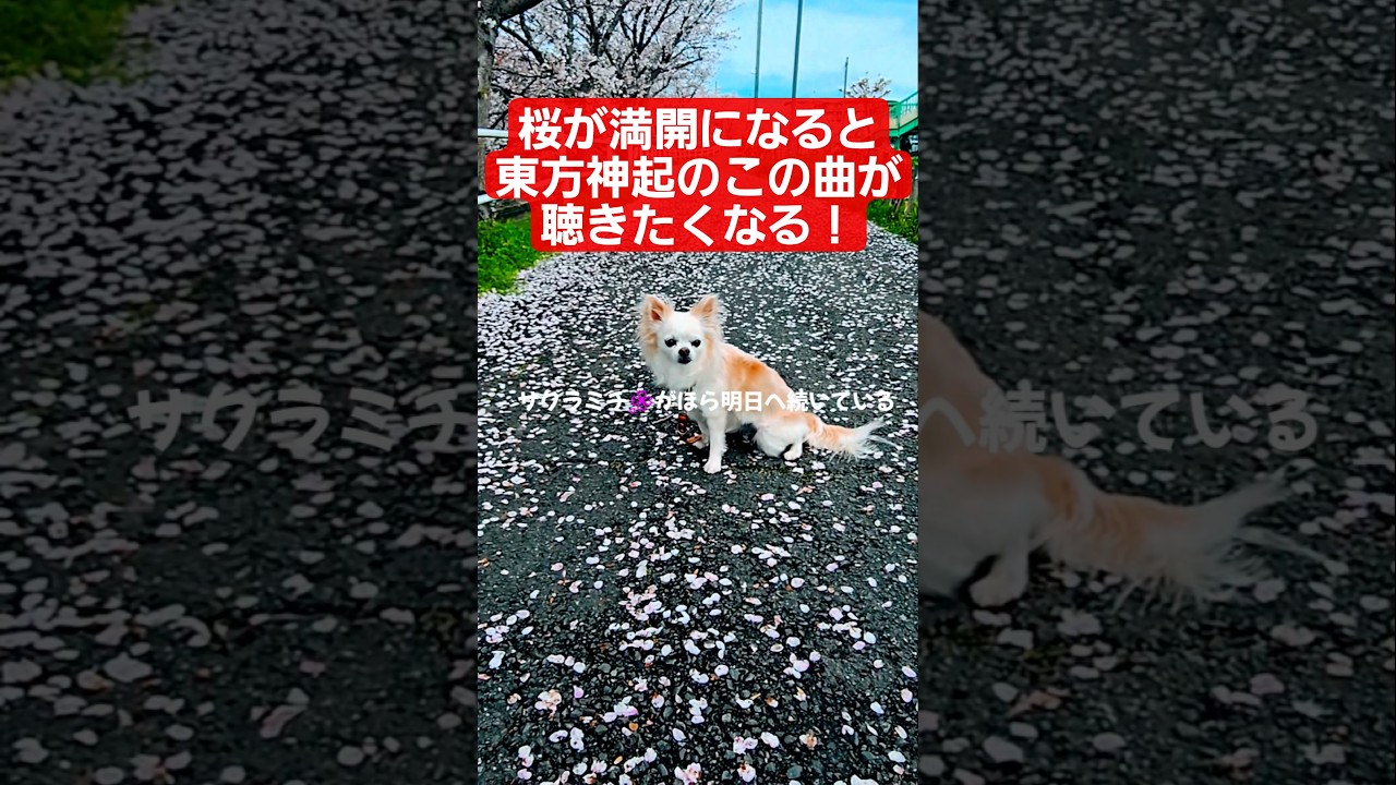 桜の季節は東方神起のこの曲が聴きたくなる！？愛犬と🌸散歩で聴きたい推し曲は！ #유노윤호　#심창민　 #snowman #kpop #UKNOW #MAX