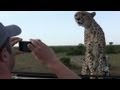 Cheetah gives safari-goers front row seats - YouTube
