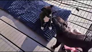 Video preview image #1 Chihuahua-Unknown Mix Puppy For Sale in Grafton, WI, USA