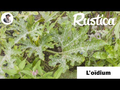 comment traiter oidium du rosier