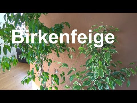 , title : 'Birkenfeige pflegen Standort gießen düngen vermehren Ficus benjamina'