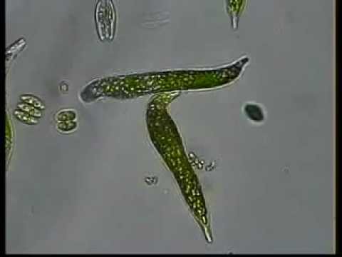 édesvízi vízi élőlények trematodes parazitáinak metacercariae
