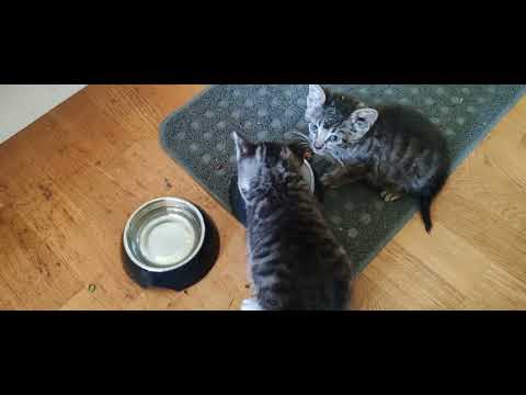 Kissa pojat Tiuhti ja Viuhti lampaan kimpussa