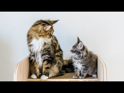 Why Two Cats Are Better Than One