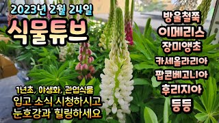 낮에는 정말 따뜻한 오늘 양재꽃시장에는 어떤 식물이 입고 되었을까요?? 시청 하시면서 눈호강 하세요~ #양재…