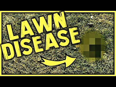 Identifying Common Lawn Diseases // LAWN CARE 101