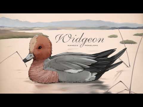 Bird Boy ~ Widgeon