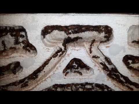 Camponotus fellah - Fish meal and presentation of 6 year old colony