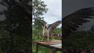 Download lagu Melepas liarkan burung ELANG👏👏🙏#animals #elang #shorts mp3