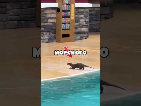 Самый Талантливый Морской Лев в Мире👏🌍