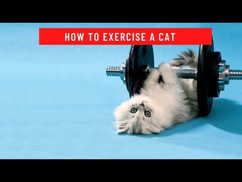 How to exercise a cat || How to exercise a cat in an apartment || how to exercise a fat cat
