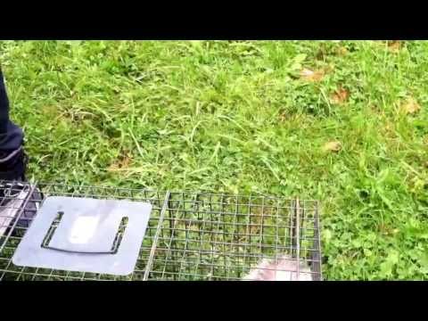 Ghetto Wild Hogs : Episode 2 - Possum in Raccoon Tra