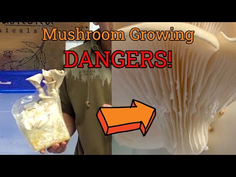 Dangers of Indoor Mushroom Growing & How to Avoid Them