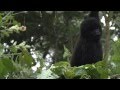 Survival Nature BBC Motion Gallery
