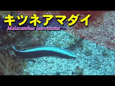 キツネアマダイ