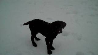 preview picture of video 'Otter playing in snow.MP4'