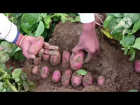 # Mahindra HZPC Memphis # यह किस्म लाल में सबसे सुंदर किस्म है