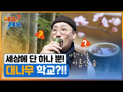 [네모세모] 세상에 단 하나 뿐! 대나무 학교