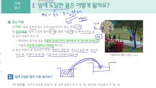[초등과학 6-1 무료강의] 4. 식물의 구조와 기능 ⑤ 잎에 도달한 물은 어떻게 될까요?