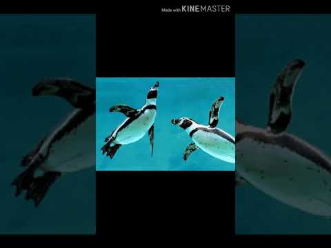 #naat YA TAIBAH YA TAIBAH