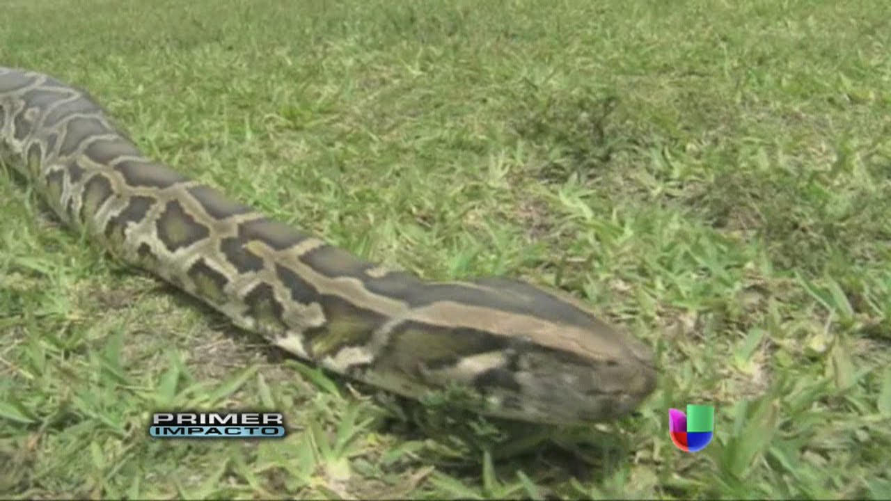 Una serpiente pitón estranguló a dos menores en medio de la noche – Primer Impacto