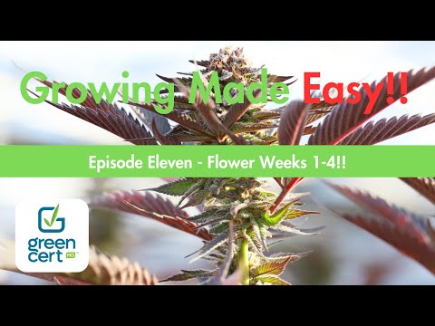 Growing Made Easy! Ep. 11 - Flowering Weeks 1-4!