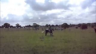 preview picture of video 'Accrington Horse Show 2014: Darcy'