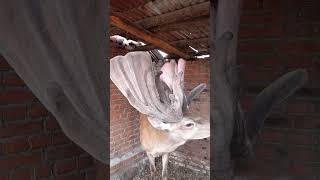 Deer 🦌 with big antlers #shorts