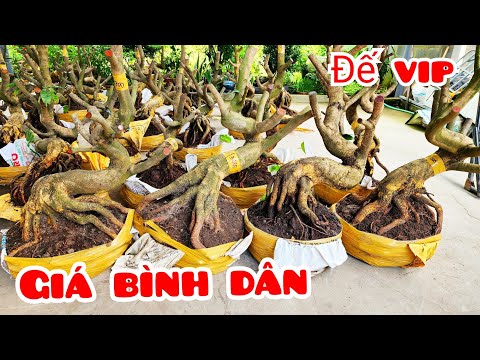 Đế nôm VIP. Phôi mai giảo Thủ Đức 24/10 Việt📲O3745O33O6 miền tây tôi yêu (@MaivàngQuêdừa)