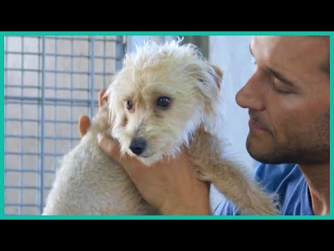 How To Stop Your Dog From Barking | Lucky Dog