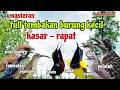 Masteran Burung Kecil Tembakan Kasar Ampuh Untuk Pemasteran Burung Lomba