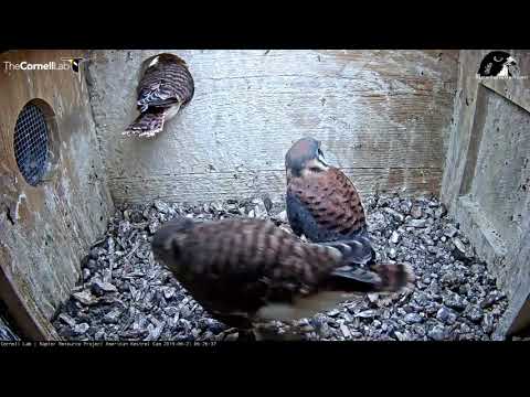 Dual-Cam View Of Second Kestrel Chick's Fledge — June 21, 2019