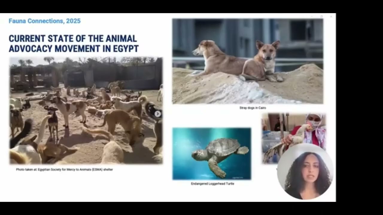 Presentation at Faunalytics 4th Annual Fauna Connections remote symposium